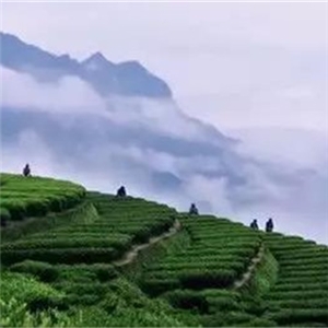 恨水茶業公司有機茶苗基地